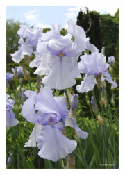 Lavender Iris