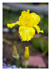 Yellow Iris