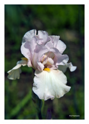 Pink Iris