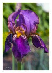 Purple Iris