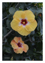 Orange & Yellow Hibiscuses