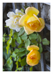 Yellow Roses