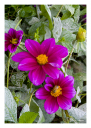 Fuschia Flowers