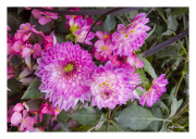 Pink Flowers
