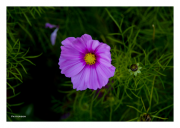 Fuschia Flower