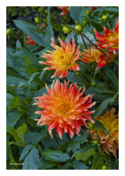 Orange & Yellow Dahlias