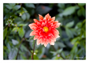 Red Flower