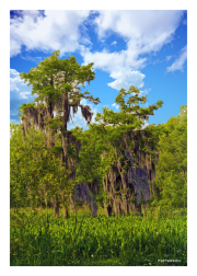 Down on the Bayou