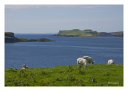 Isle of Skye with Sheep