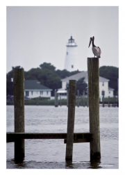 Ocracoke Lighthouse and Pelican