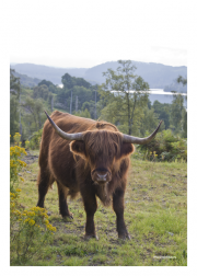 Cattle - Scotland