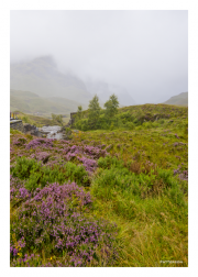 Heather in The Highlands
