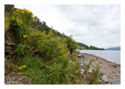 Loch Linnhe