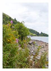 Shore of Loch Linnhe