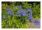 Flower Garden at Armadale Castle