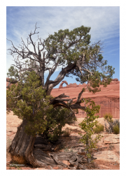Tree with Delicate Arch in background