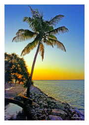 Palm Sunrise