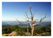 Lonely Tree