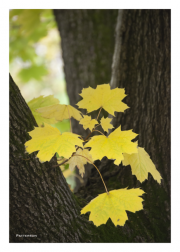 Yellow Leaves