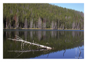 Yellowstone Reflection