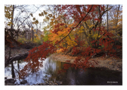 Autumn Leaves