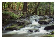 Falling Water 1