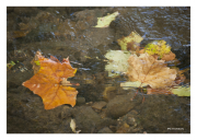 Fall Leaves in Stream